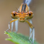 Macro