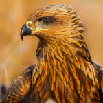 Raptors