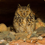 Pharaoh Eagle Owl