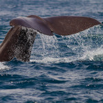 Wildlife