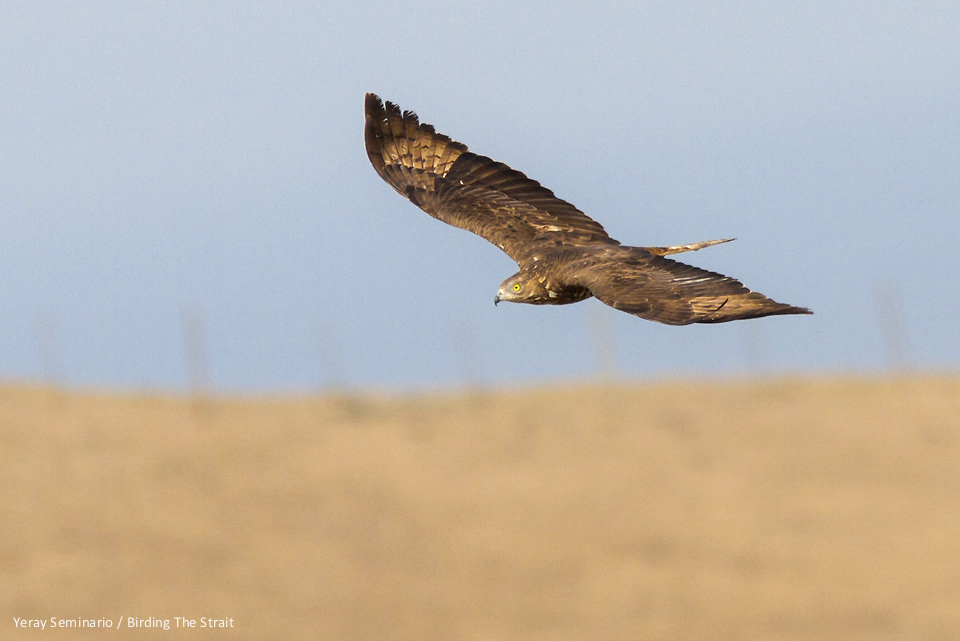 A female European Honey-Buzzard, as it struggles agains the strong easterly wind, which forces her to keep closer to the ground