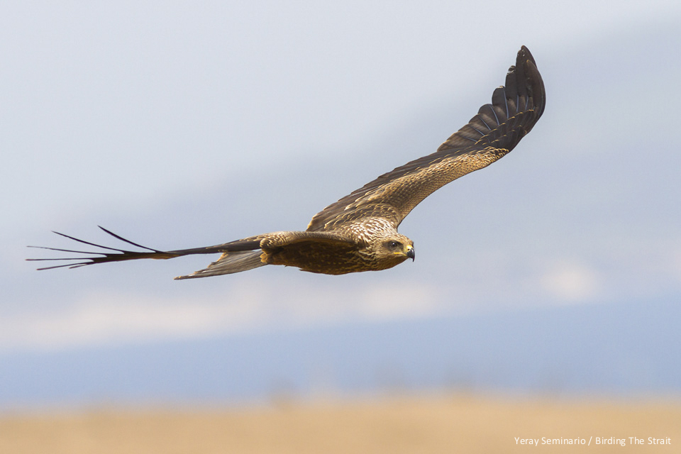 A juvenile Black Kite with Tarifa coastline in the background. Even though we focus on the raptor, it's always important to keep in mind what kind of scene the birds have in the background