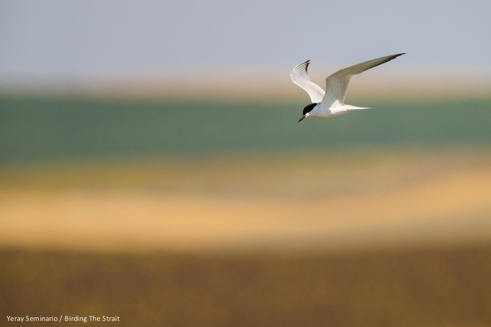 Gull-billed Tern near the Guadalquivir