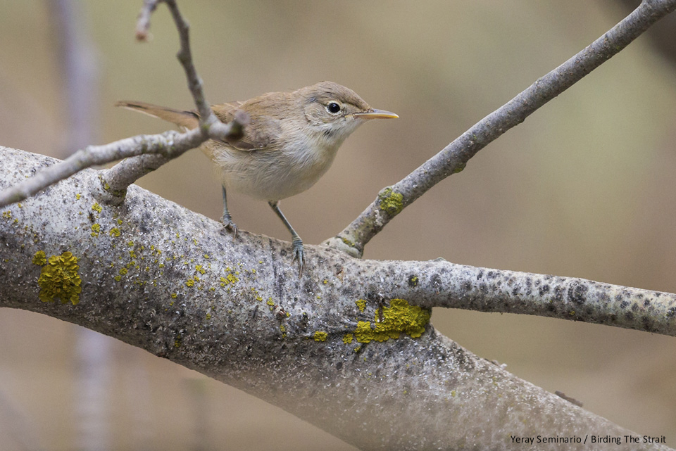 Western Olivaceous Warbler, these skulking birds can be tricky to see well!