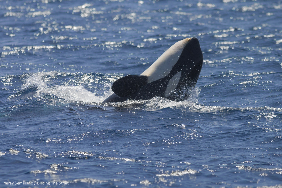 Orca breaching in the Strait of Gibraltar