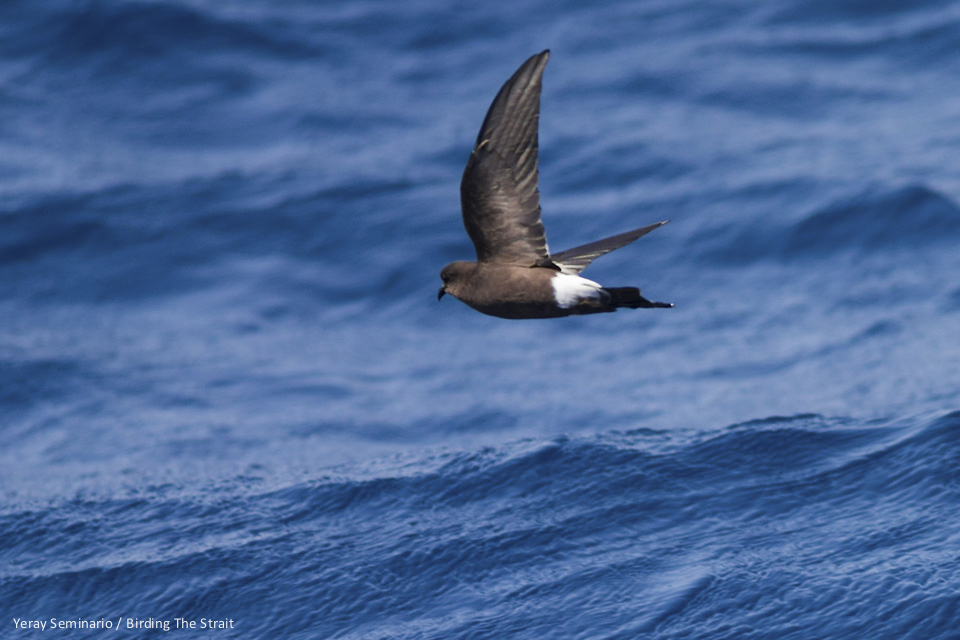This is being a good year for Wilson's Storm-Petrels in the Strait of Gibraltar