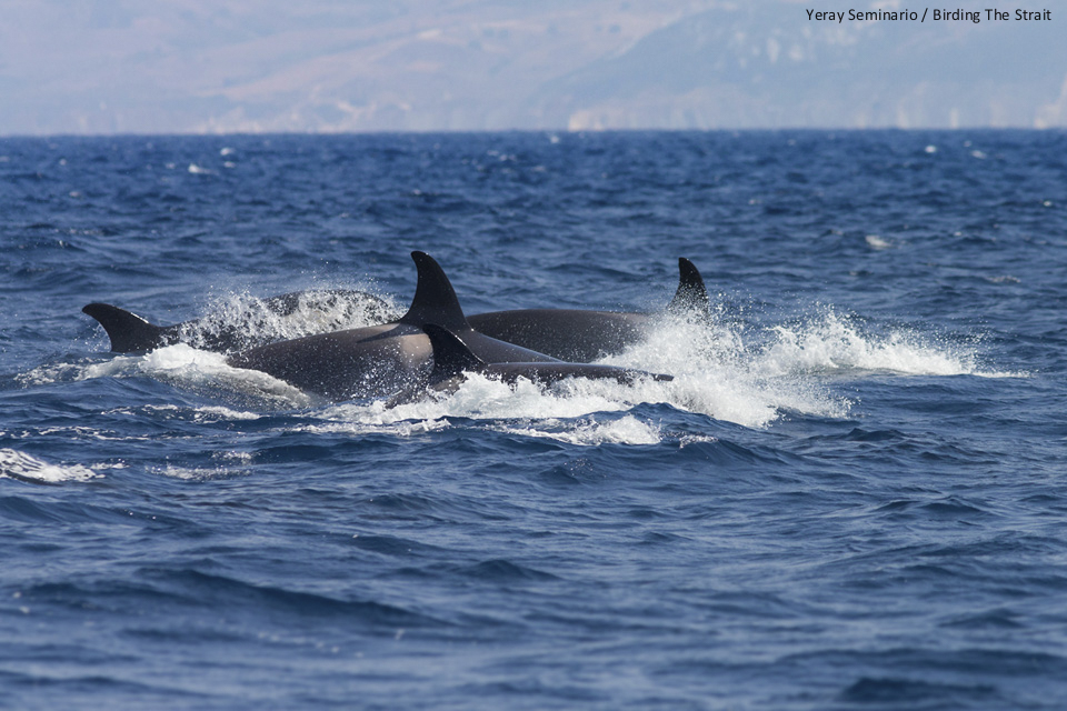 Pod of Orcas with the coast of Tarifa in the background