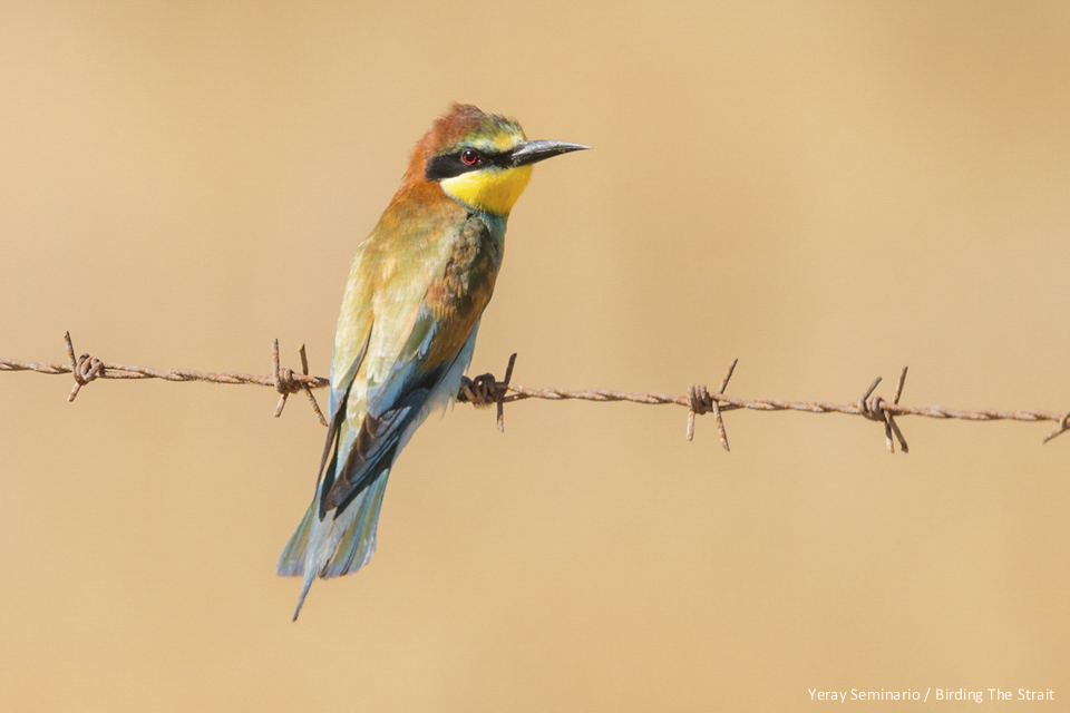 Adult European Bee-eater