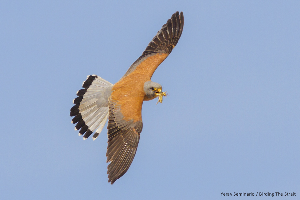 Lesser Kestrels can be easily seen around Tarifa, as they start their breeding season