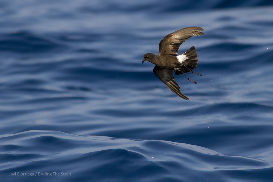 The Wilson Storm Petrel is an scarce species in Cadiz, which is easily attracted using chum in summer months. Gulf of Cadiz, August 2018. The Wilson Storm Petrel is an scarce species in Cadiz, which is easily attracted using chum in summer months. Gulf of Cadiz, August 2018. By Javi Elorriaga.
