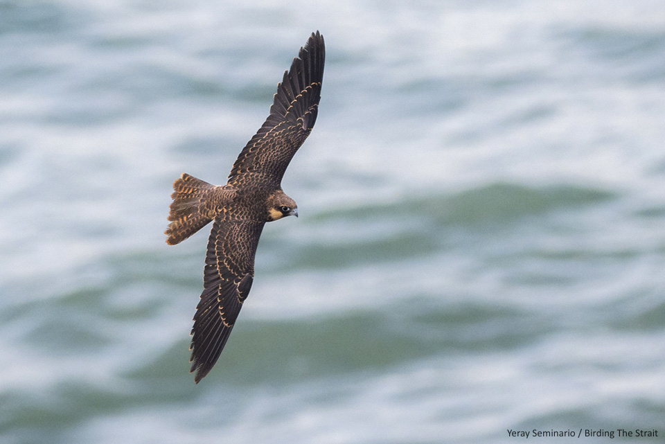 Eleonora's Falcon seen during a Birding Northern Morocco trip - by Yeray Seminario