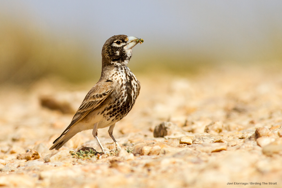 Thick-billed Lark close to Aousserd. Photo by Javi Elorriaga/Birding The Strait