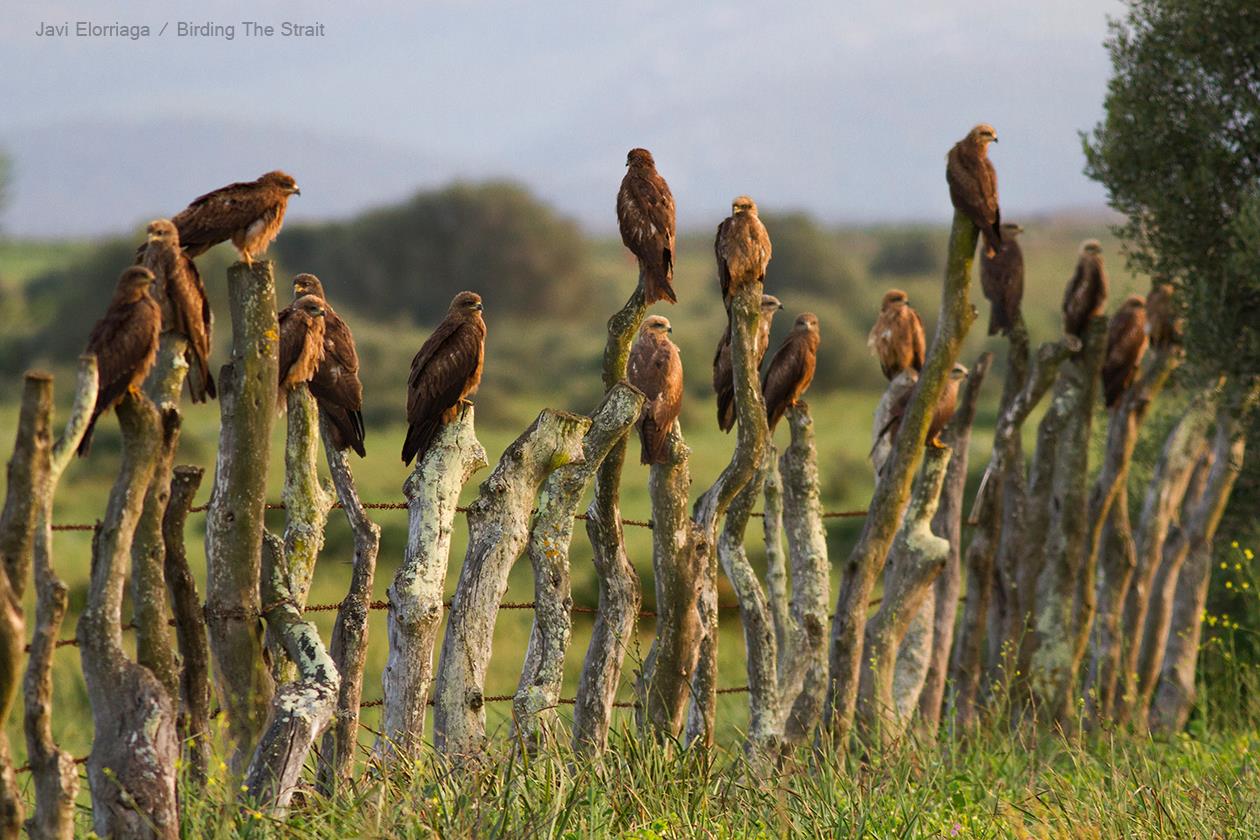 A group of migrant Black Kites stopovering in the Strait of Gibraltar. Photo by Javi Elorriaga / Birding the Strait