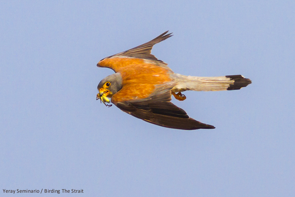 Male Lesser Kestrel with a grasshopper in Tarifa. The increased use of pesticides is one of the factors affecting the species population. Photo by Yeray Seminario / Birding The Strait