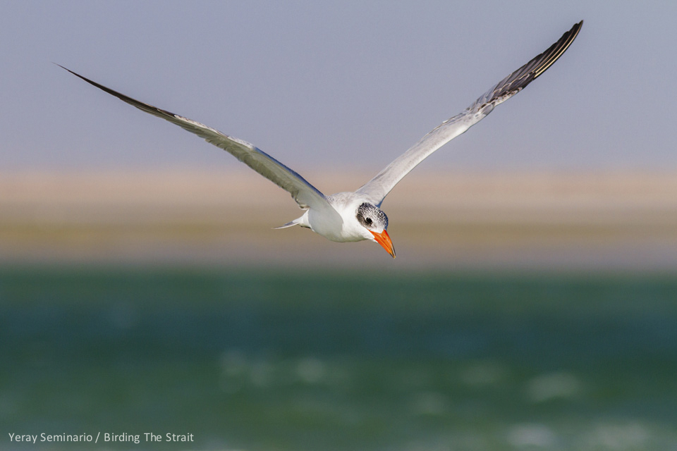 The surroundings of Dakhla Attitude provide excellent photography opportunities for Caspian Tern