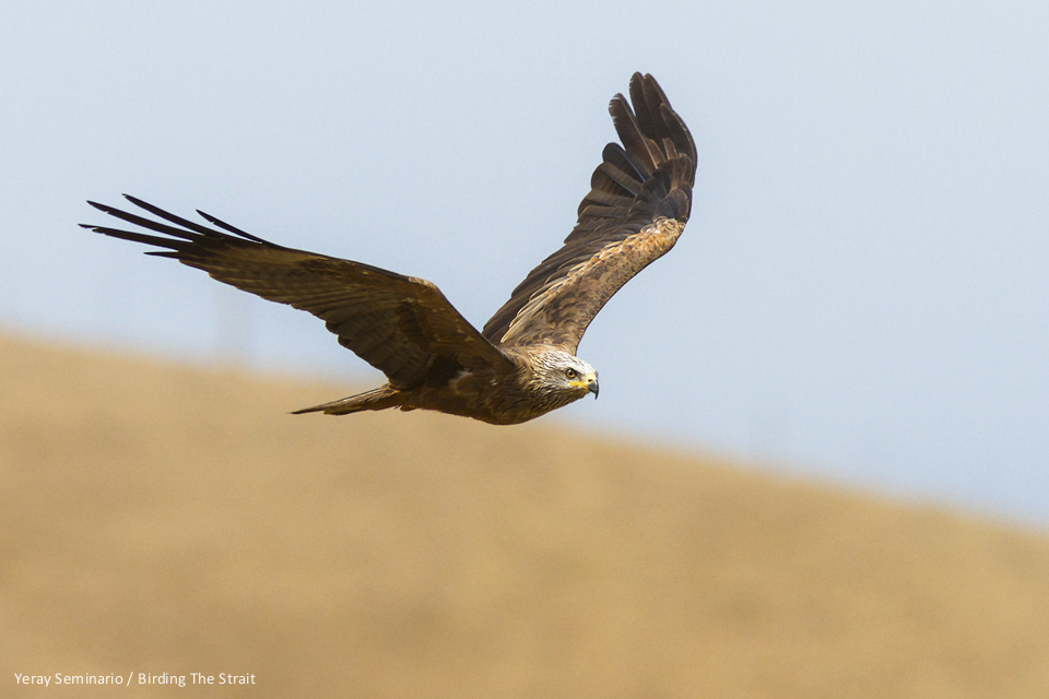 A nice blurry background that doesn't distract our attention from the main subject is alway welcome. In the picture a Black Kite by Yeray Seminario