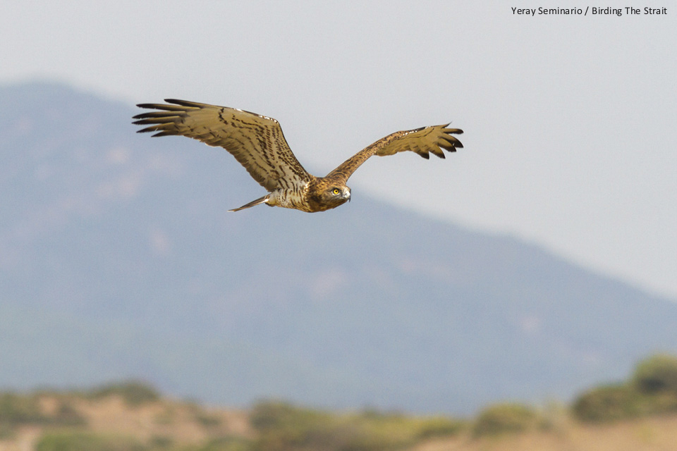 Sometimes is desirable to leave some more "air" and show a bit more of the landscape, like with this Short-toed Eagle - by Yeray Seminario