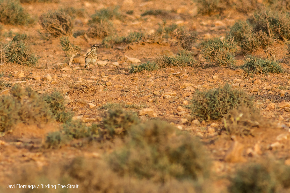 Record shot of an adult Dupont´s Lark carrying food to feed its fledgling. No doubt one of the most elusive species in Morocco. Zaida Plains, 25th May 2017 - by Javi Elorriaga