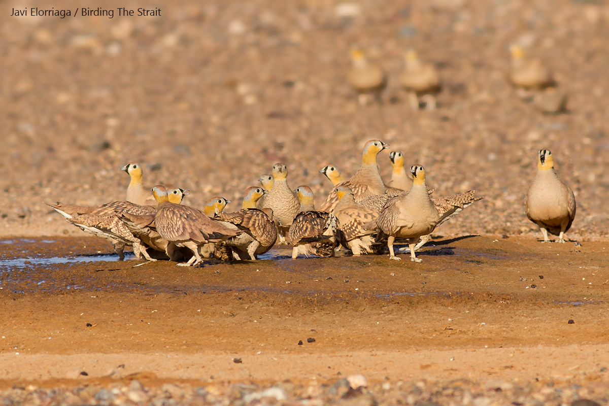 A group of Crowned Sandgrouses at a waterhole close to Merzouga, Erg Chebbi. Over 400 individuals visited this site for drinking and bathing after sunrise providing an unforgettable sight. 27th May 2017 - by Javi Elorriaga
