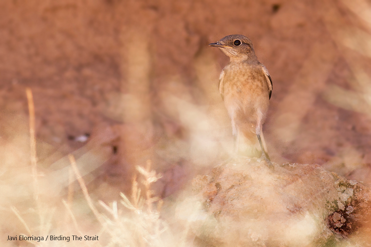 A recently fledged Maghreb Wheatear, a rarely photographed age class and often a tricky species to be found in Morocco. Ouarzazate 28th May 2017 - by Javi Elorriaga