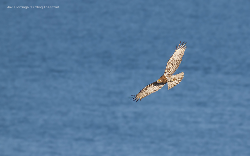 Short-toed Eagle crossing the Strait of Gibraltar, by Javi Elorriaga