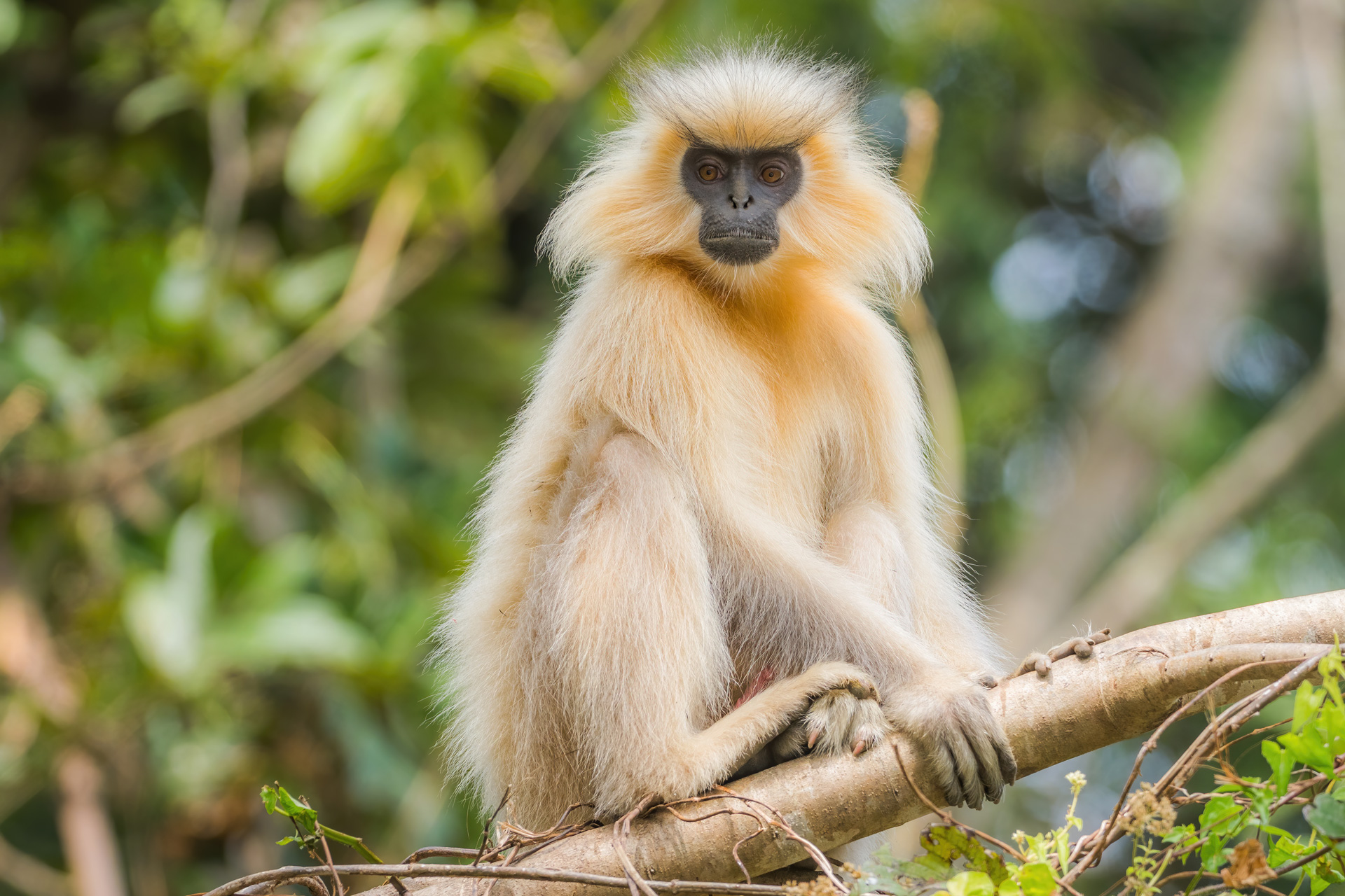 Birding in Bhutan – Birding the Strait