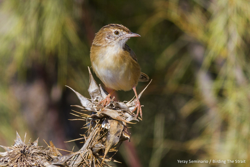 Zitting Cisticola, also called Fan-tailed Warbler, one of the most common passerines in the region