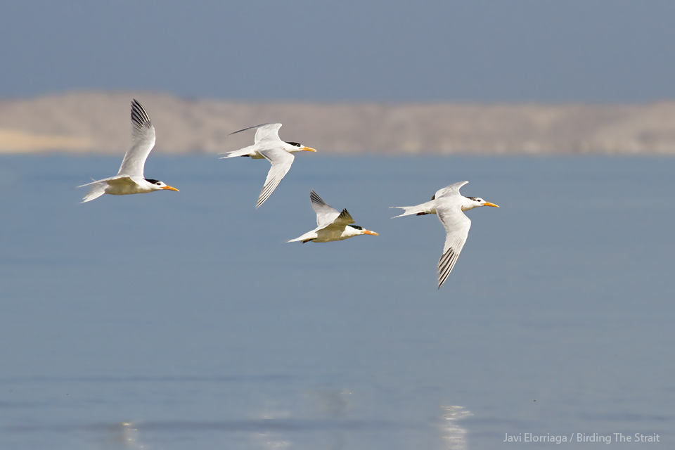 We got to see good numbers of Royal Terns, with flocks of up to 18 individuals