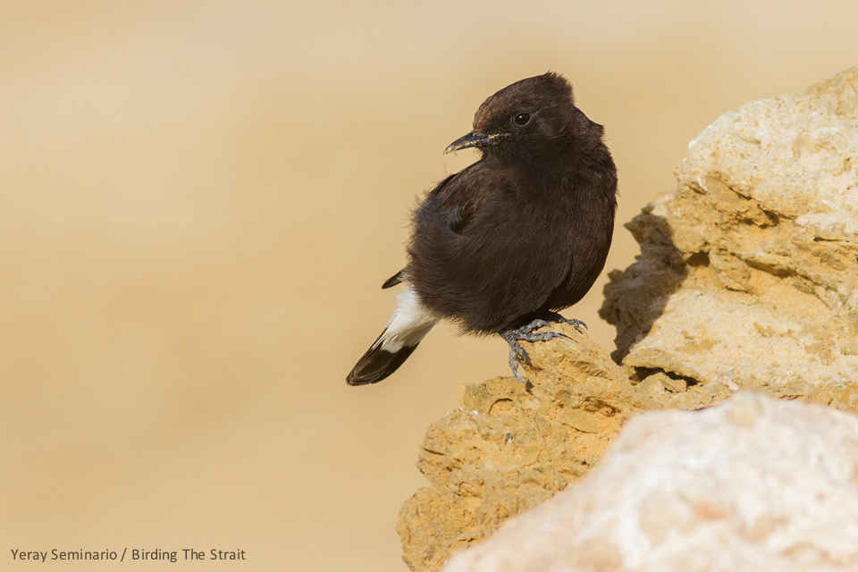 Black Wheatear were easily seen at the hotel grounds