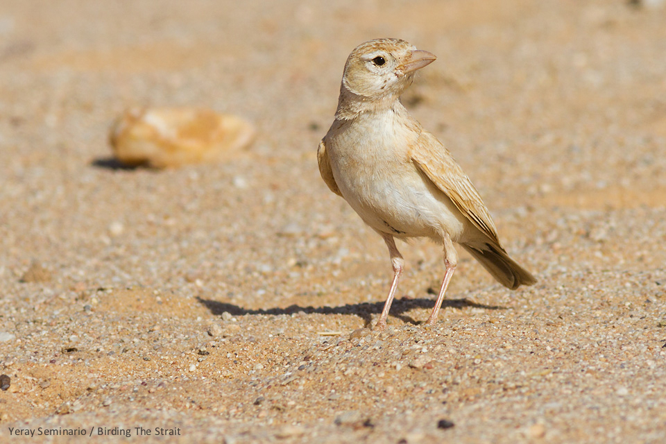 We could see several individuals of Saharan Dunn’s Lark, one of the bird specialties of the region