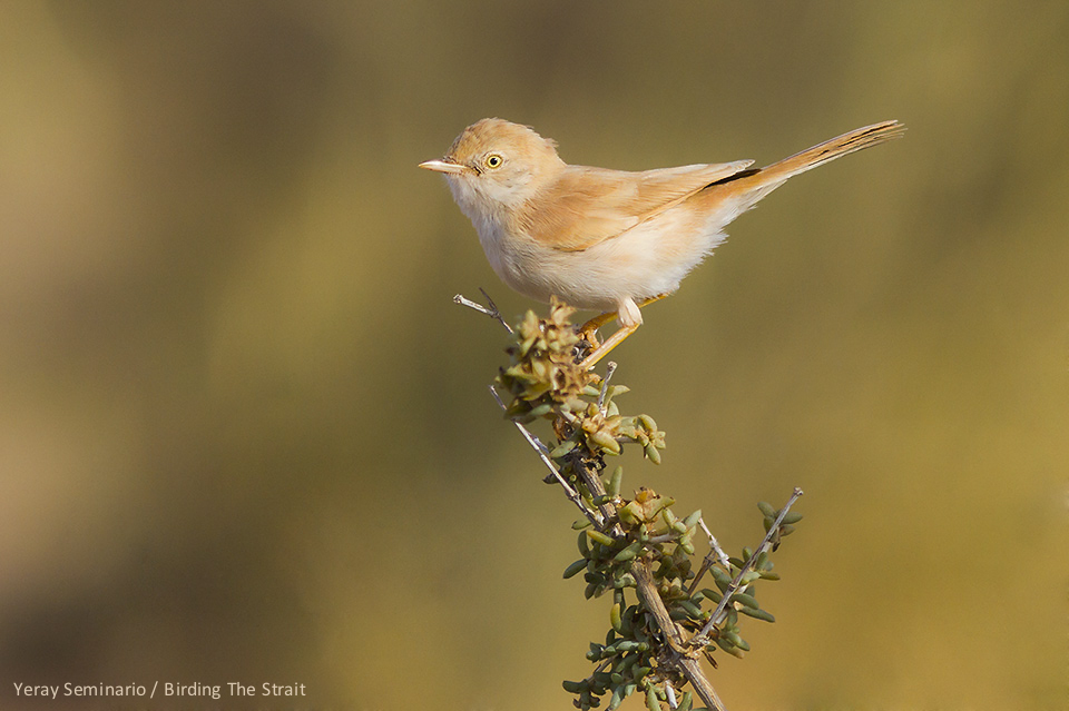 Another special bird of the region and a must-see: African Desert Warbler