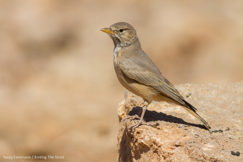 An individual of Desert Lark from the subspecies payni, that can be found in Southern Morocco