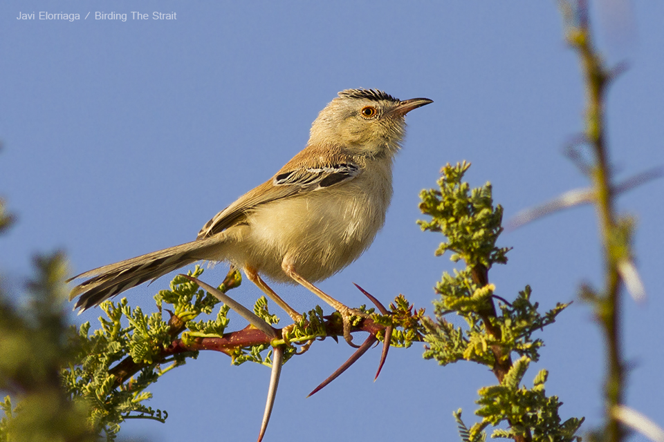 The Cricket Warbler is a restless and small bird restricted to the Sahel and Western Sahara regions