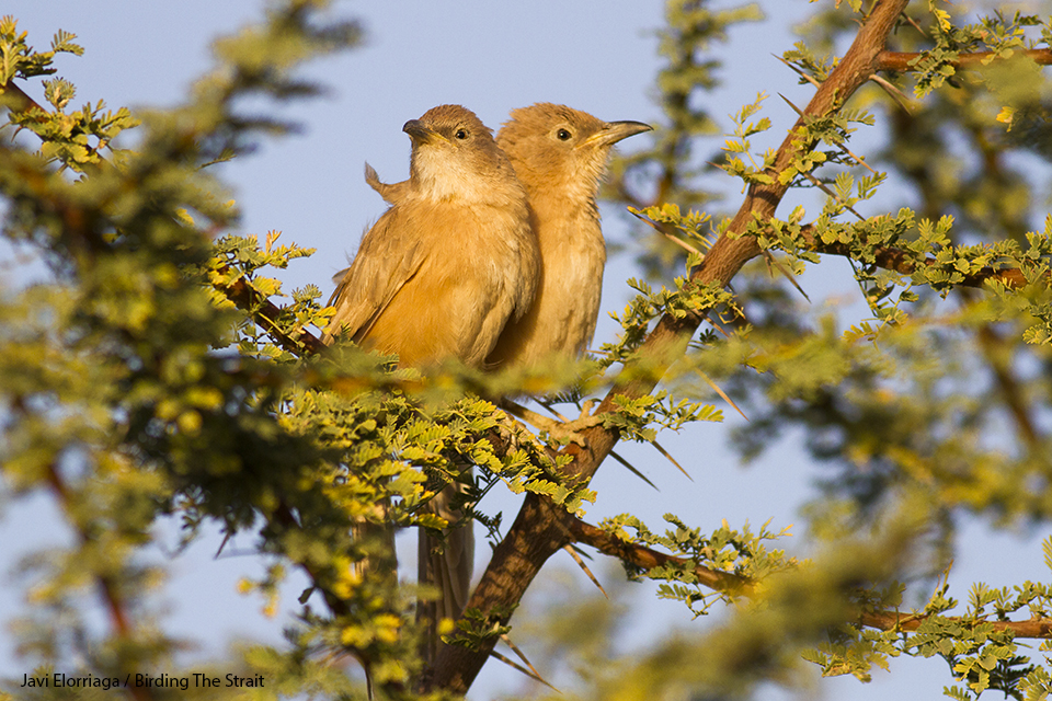 Fulvous Chatterers do justice to their names, as they are vocal and loud in the acacia savanna