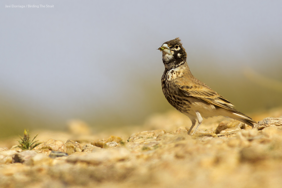 One of our definite favorites of the trip: the striking Thick-billed Lark