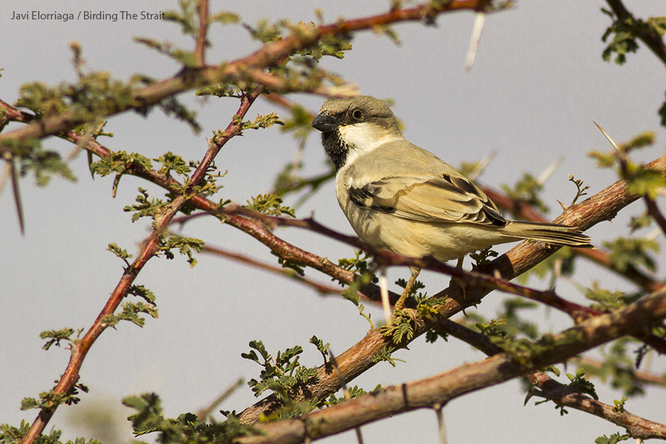Male Desert Sparrow near Oued Jenna