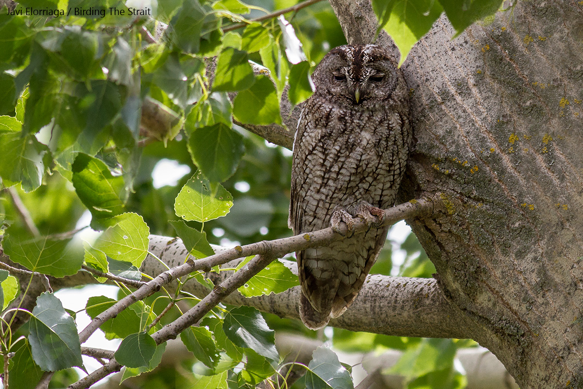 Maghreb Wood Owl (Strix aluco mauritanica), the NW African counterpart of the Eurasian Tawny Owl, showing the characteristic barred body. Ifrane National Park, 24th May 2017 - by Javi Elorriaga