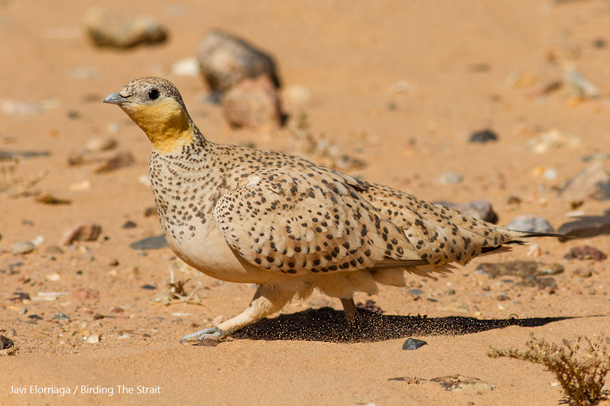 Adult female Spotted Sandgrouse offering unbeatable views. Er Chebbi, 27th May 2017 - by Javi Elorriaga