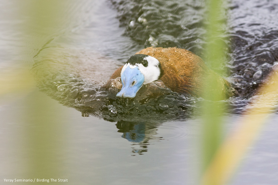 Male White-headed Duck - by Yeray Seminario