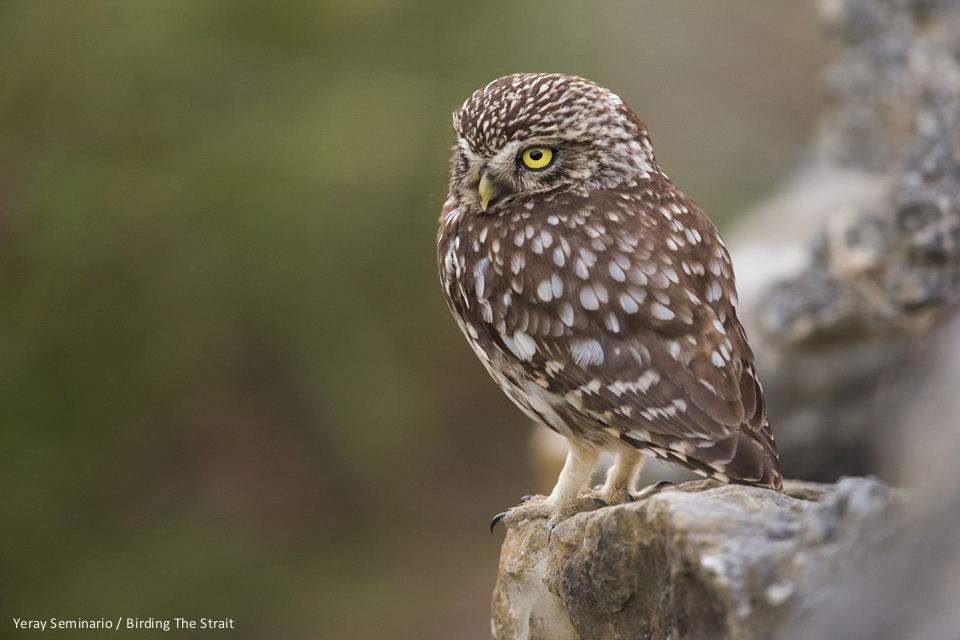 Little Owl near Tarifa - by Yeray Seminario