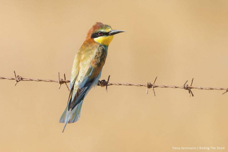 Adult European Bee-eater - by Yeray Seminario