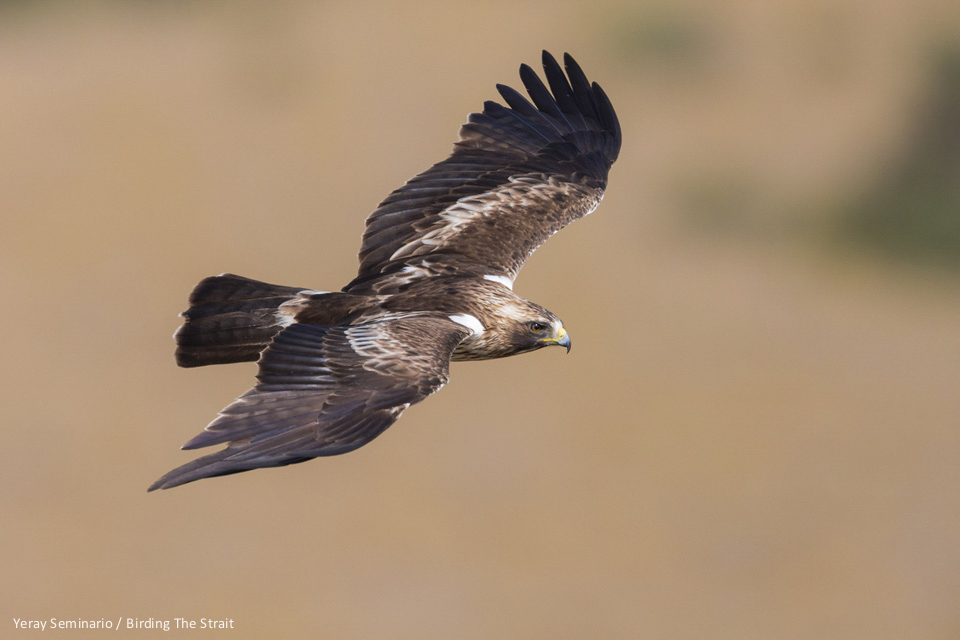Booted Eagle seen during the BIG migration in the Strait of Gibraltar - by Yeray Seminario
