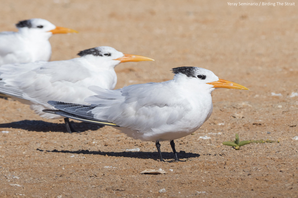 Royal Terns in the bay of Dakhla. Photo by Yeray Seminario/Birding The Strait