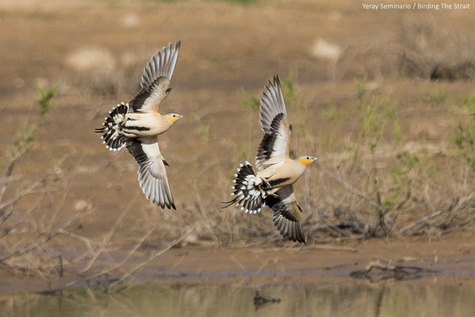 We got to see several flocks of dozens of Spotted Sandgrouse, along with fewer numbers of Crowned Sandgrouse. Picture by Yeray Seminario.