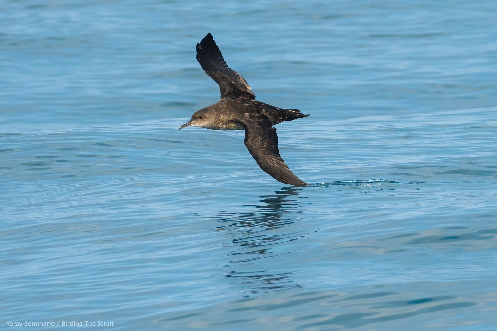 pelagic birding trips