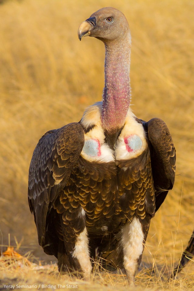 Enjoy Vulture Awareness Day, everyday! Rüppell's Griffon in Senegal. Photography by Yeray Seminario, Birding The Strait.