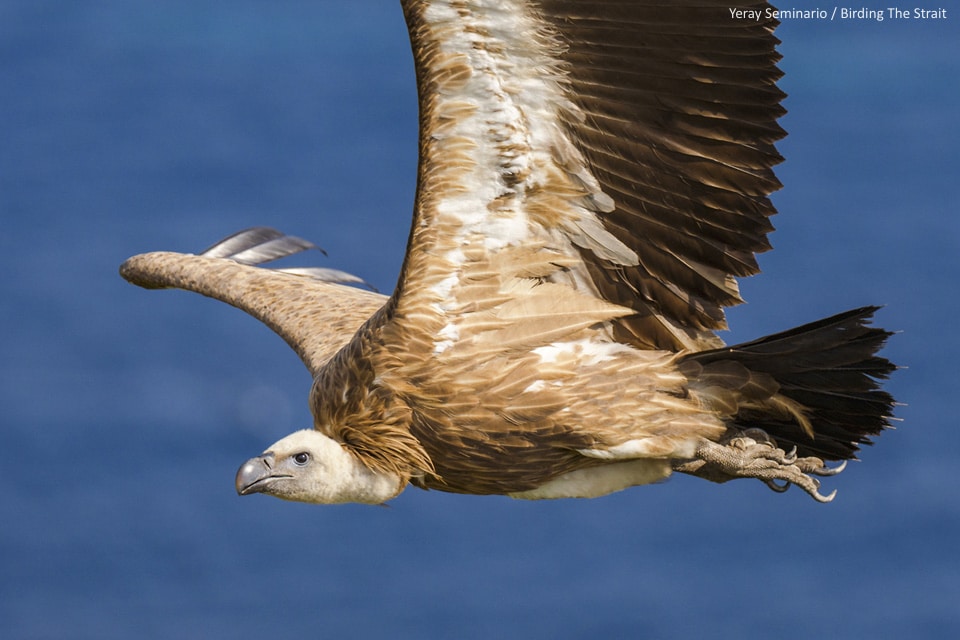 Griffon Vulture crossing the Strait of Gibraltar. Photography by Yeray Seminario, Birding The Strait