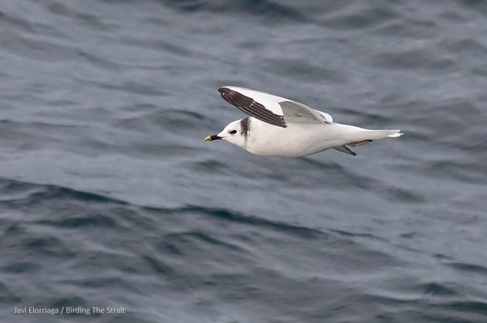 Sabine's Gull in the Gulf of Cadiz. Photography by Javi Elorriaga, Birding The Strait.