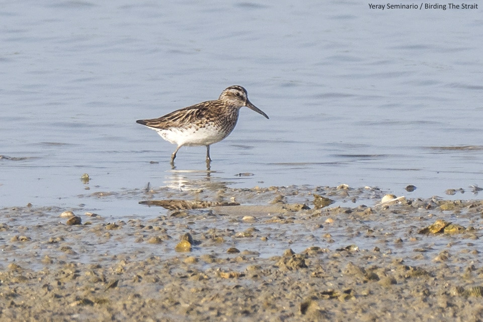 Adult Broad-billed Sandpiper in Cadiz, Andalucia. This is the first record for the province! Photography by Yeray Seminario, Birding The Strait