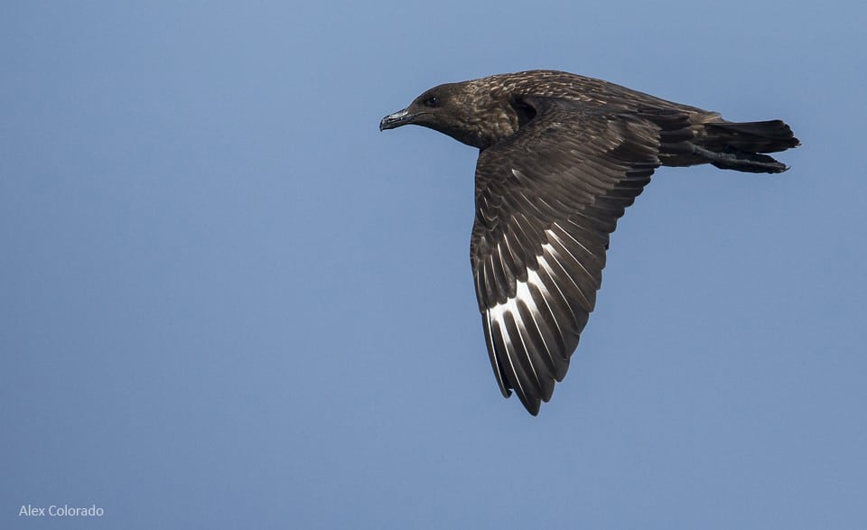 Great Skua in the Gulf of Cadiz. Photography by Alex Colorado, Birding The Strait.
